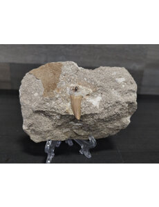  Lamna Shark Tooth