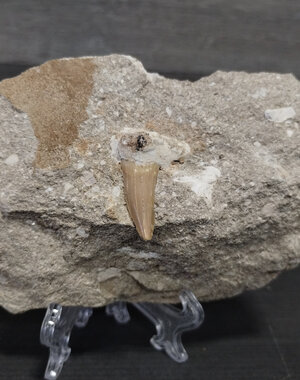  Lamna Shark Tooth