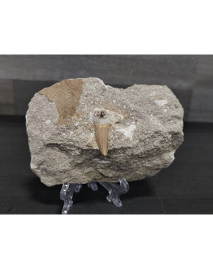  Lamna Shark Tooth