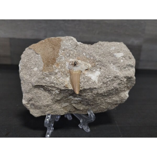 Lamna Shark Tooth