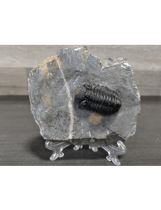  Trilobite