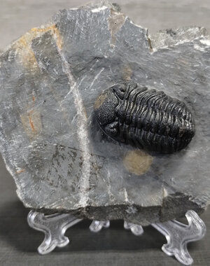  Trilobite