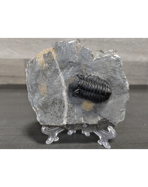  Trilobite