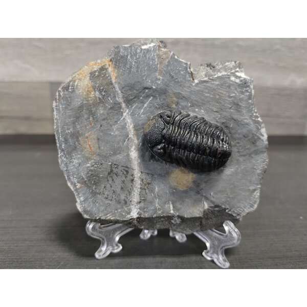 Trilobite