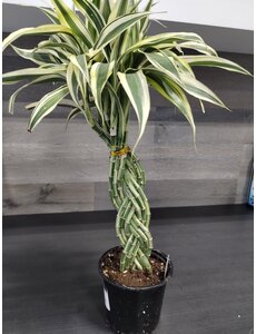  6" Lucky Bamboo - Braid