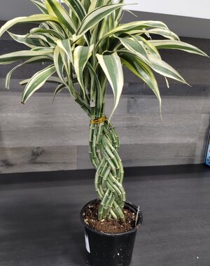  6" Lucky Bamboo - Braid