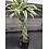 6" Lucky Bamboo - Braid