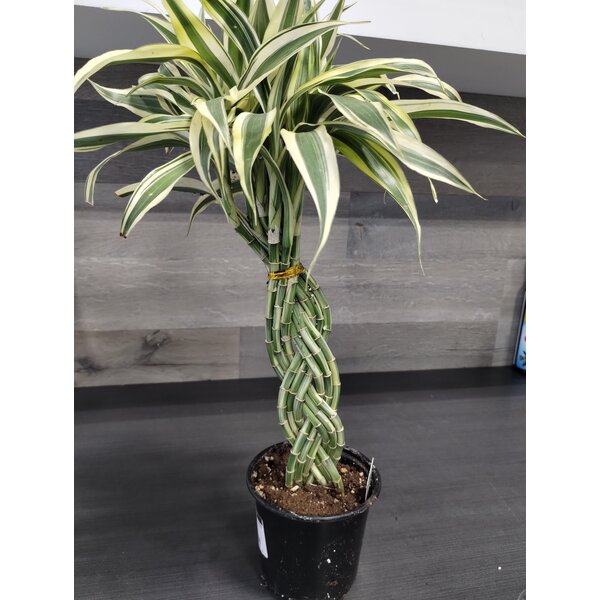 6" Lucky Bamboo - Braid