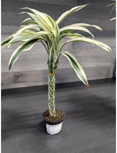  2.5"  Lucky Bamboo -  Mini Twist