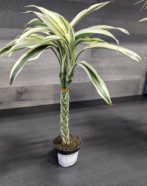 2.5"  Lucky Bamboo -  Mini Twist