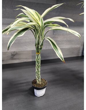  2.5"  Lucky Bamboo -  Mini Twist