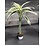 2.5"  Lucky Bamboo -  Mini Twist