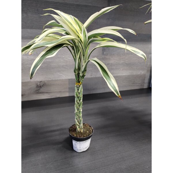 2.5"  Lucky Bamboo -  Mini Twist