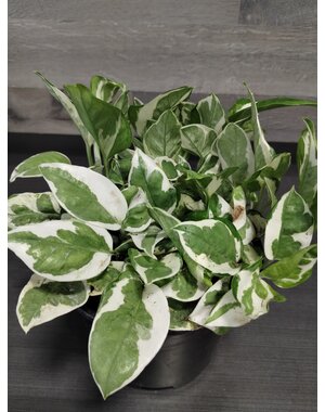  6"  Pothos N Joy