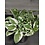 6"  Pothos N Joy