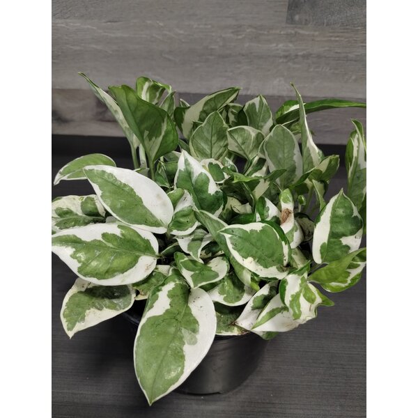 6"  Pothos N Joy