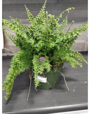  6" Green Fantasy Fern