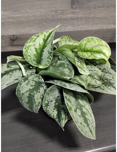  6"  Pothos Scindapsus Pictus Silver Satin