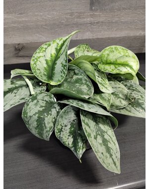  6"  Pothos Scindapsus Pictus Silver Satin