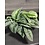 6"  Pothos Scindapsus Pictus Silver Satin