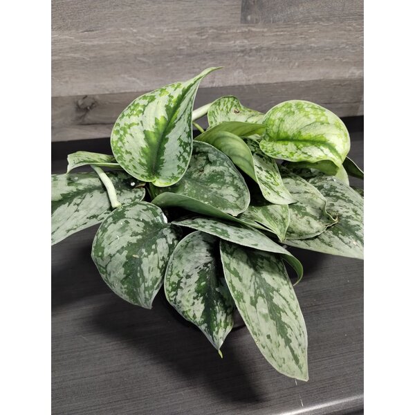 6"  Pothos Scindapsus Pictus Silver Satin