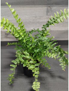  3.5" Assorted Ferns