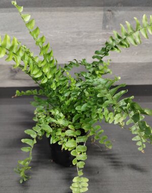 3.5" Assorted Ferns