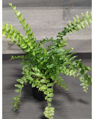  3.5" Assorted Ferns