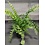 3.5" Assorted Ferns