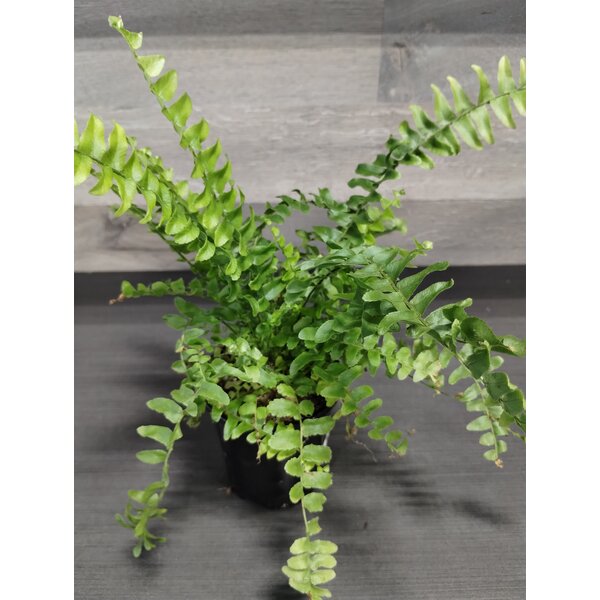 3.5" Assorted Ferns
