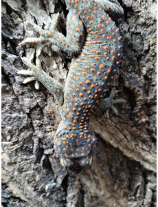  CBB Tokay Gecko
