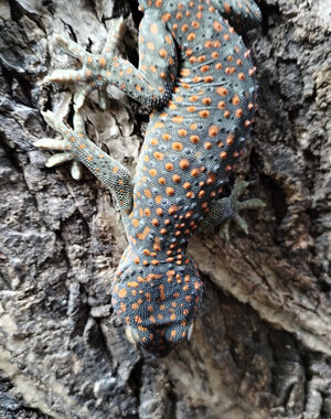 CBB Tokay Gecko