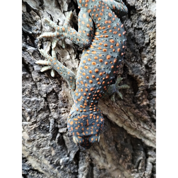CBB Tokay Gecko