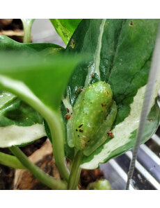  Northern Glass Tree Frog