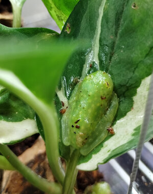 Northern Glass Tree Frog