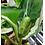 Northern Glass Tree Frog