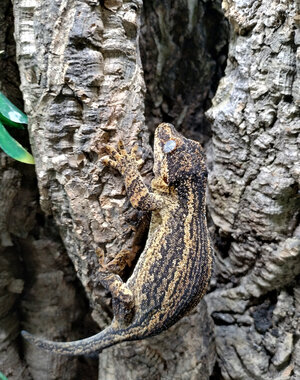 0.1 Gargoyle Gecko (Proven)