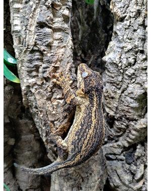  0.1 Gargoyle Gecko (Proven)