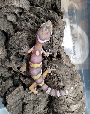  High Contrast Albino Leopard Gecko