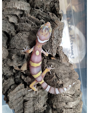  High Contrast Albino Leopard Gecko