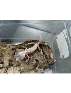  Galaxy x Murphy Patternless Leopard Gecko Gecko