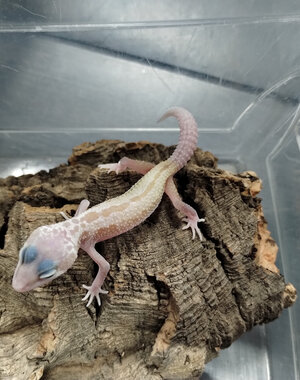 Galaxy x Murphy Patternless Leopard Gecko Gecko