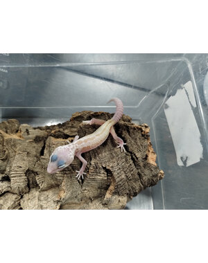  Galaxy x Murphy Patternless Leopard Gecko Gecko