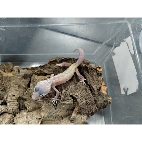 Galaxy x Murphy Patternless Leopard Gecko Gecko