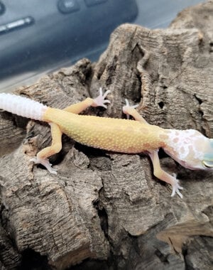  Lemon Leucistic Leopard Gecko