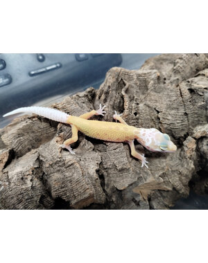  Lemon Leucistic Leopard Gecko