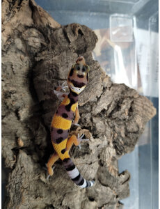  FireFox Leopard Gecko