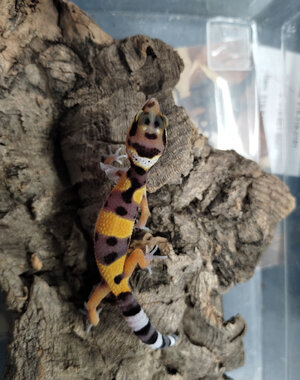  FireFox Leopard Gecko