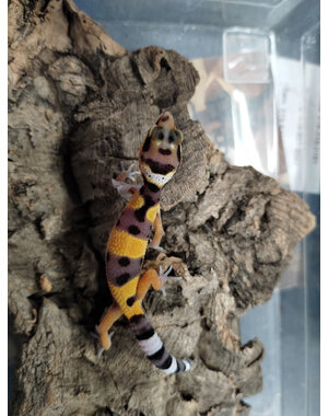  FireFox Leopard Gecko