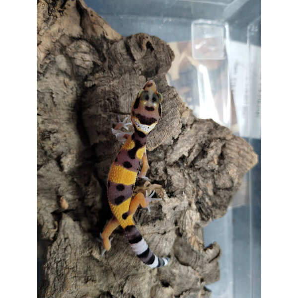 FireFox Leopard Gecko